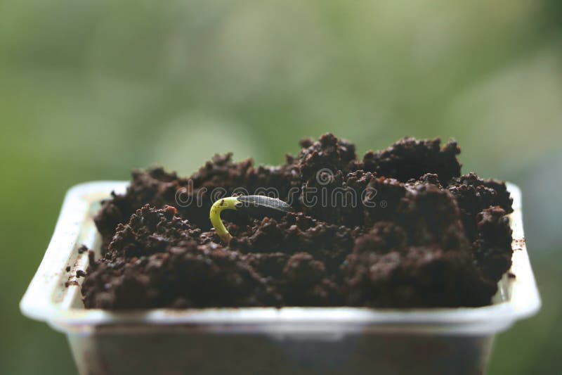 Sunflower Seed Growing in Plastic Cup Green Background Stock Photo