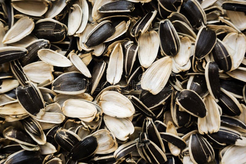 Sunflower Seed Husks Background Texture. Waste of Seeds Stock Image ...