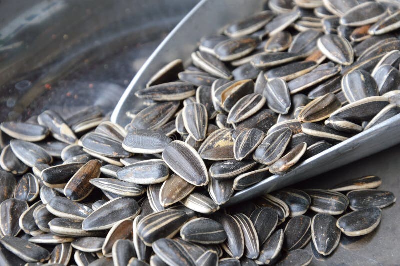 Sunflower Seed in Iron Scoop on Stainless Tray Stock Image Image of scoop, agriculture 71962569