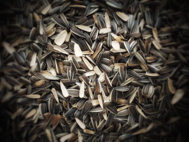 Sunflower Seed Skin Background and Texture Stock Image Image of iron