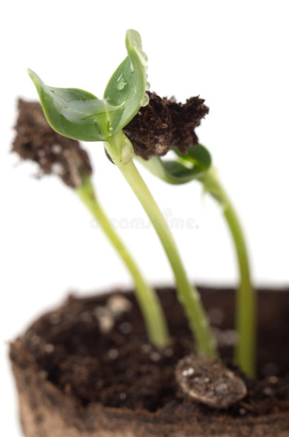 Sunflower Seedling in a Brown Pot of Peat Stock Image Image of growth