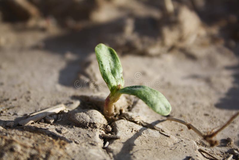 Sunflower Seedling stock photo. Image of seedling, sunflower 41131048