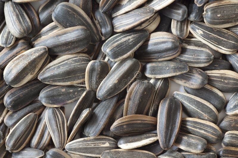 Sunflower seeds stock photo. Image of ingrediant, environment - 4155976
