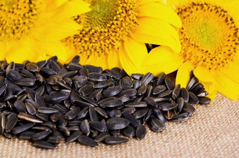 Sunflower with seeds