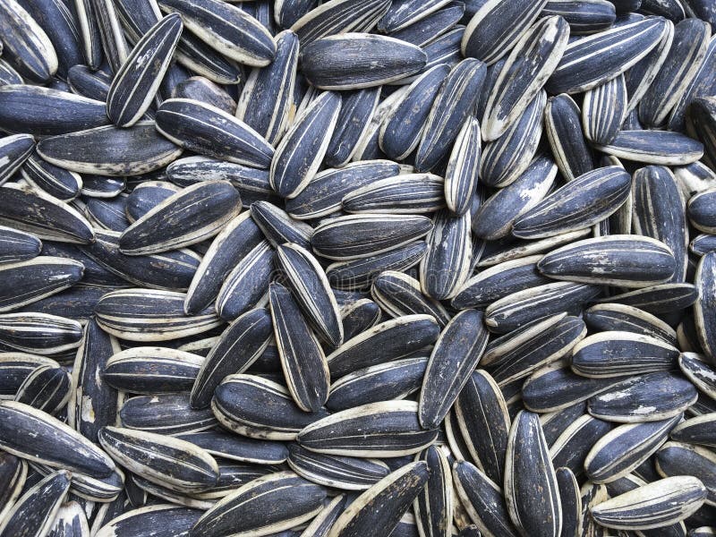 Sunflower seeds, background, striped black-and-white seeds stock image Sunflower seeds, background, striped black-and-white seeds stock image