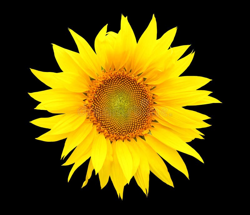 30,657 Black Background Sunflower Stock Photos Free & RoyaltyFree