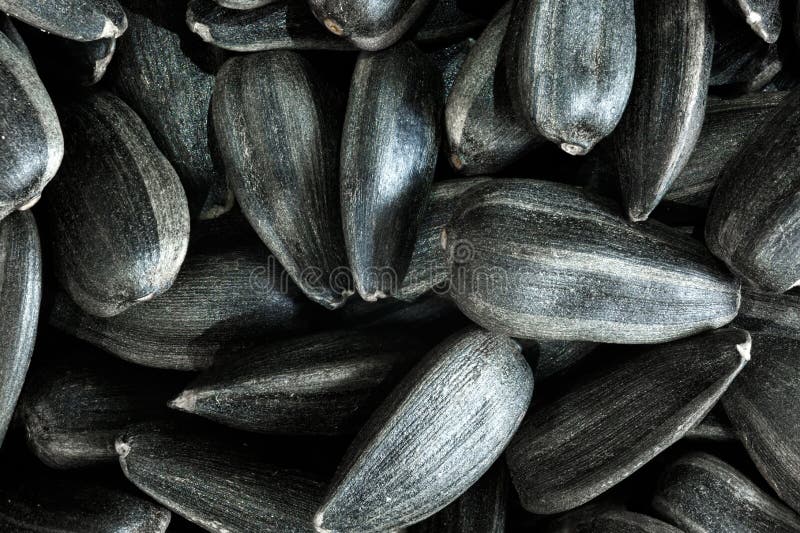 Sunflower Seeds in a Black Shell. Macro Shooting. Stock Image Image of fried, husk 163955835