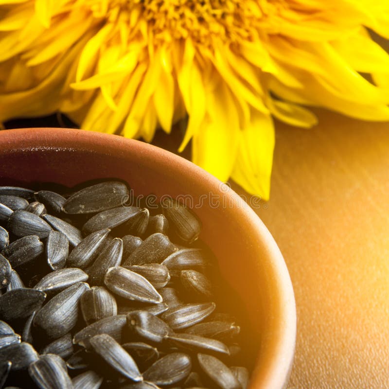 Sunflower and seeds