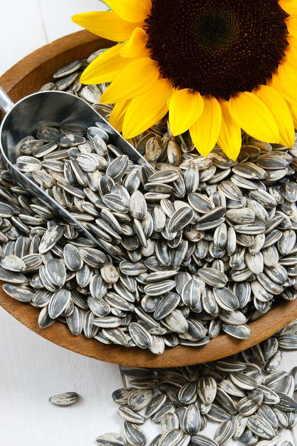Sunflower Seeds in the Hull Stock Photo Image of ingredient