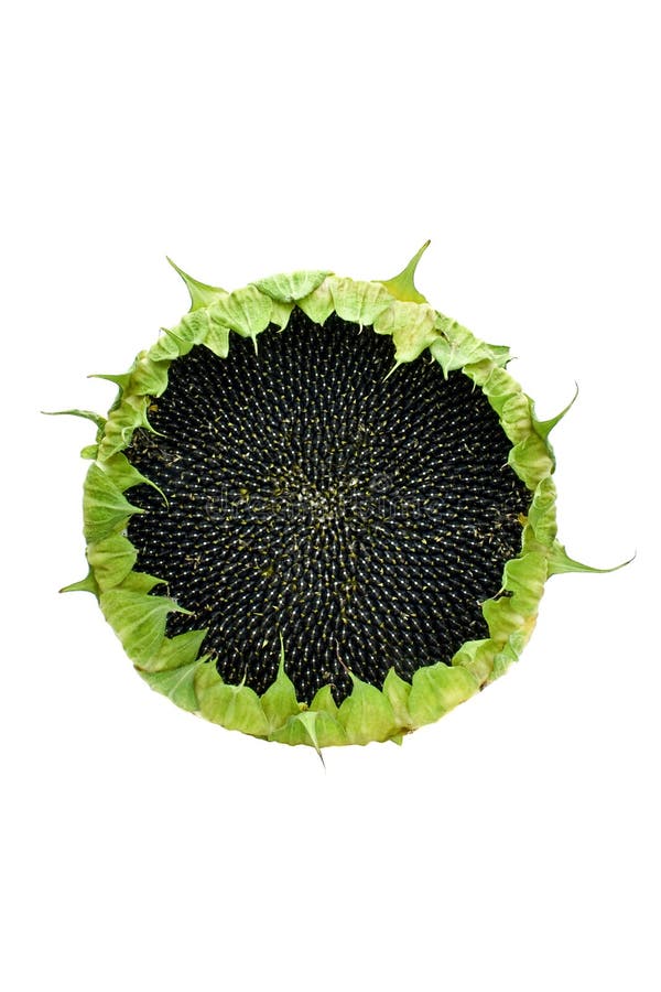 Sunflower with seeds isolated on a white