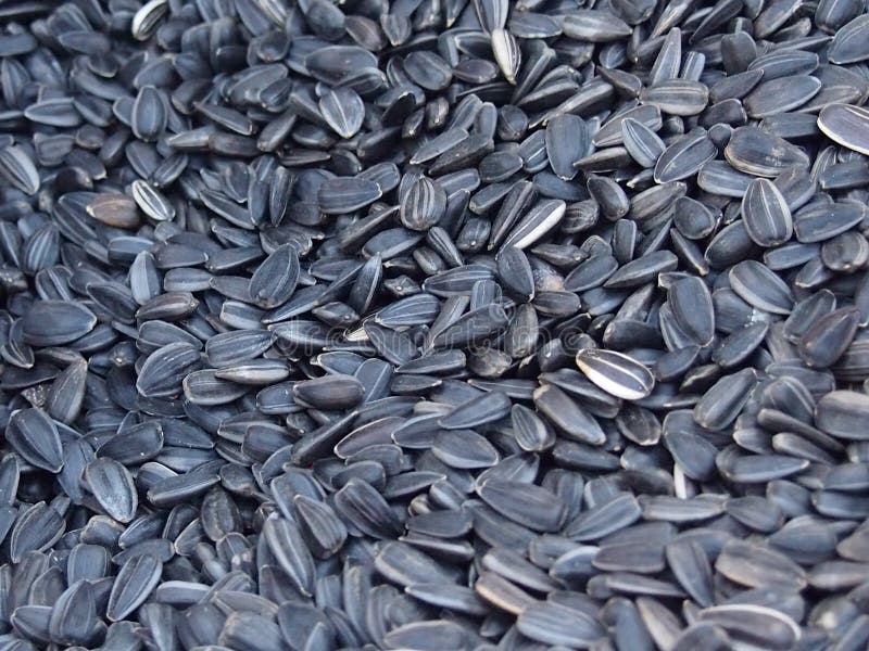 Sunflower sunflower seeds stock photo. Image of large 101938202