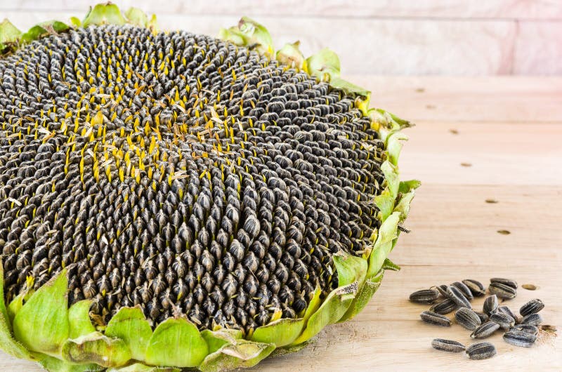 Sunflower Seeds Plant In Local Thailand Stock Image - Image of detail