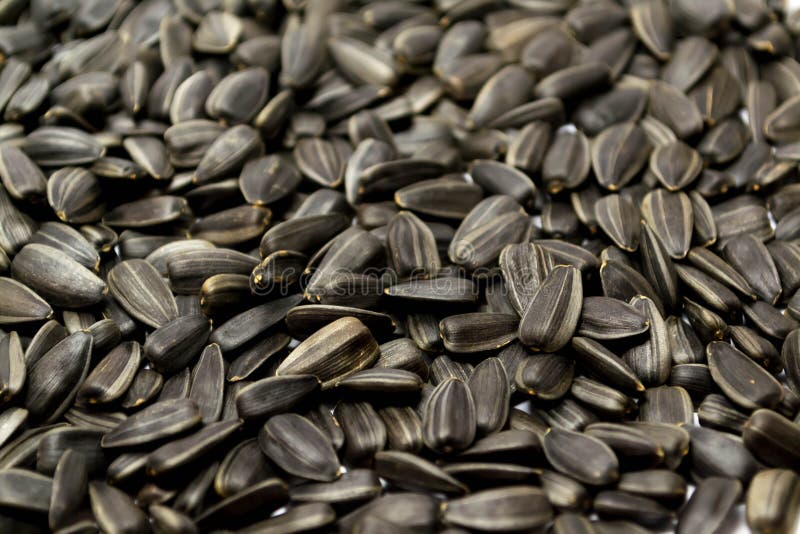Sunflower seeds roasted stock photo. Image of nutritious 80266450