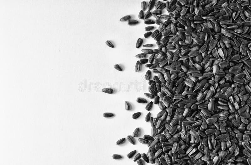 Sunflower Seeds Scattered on the Surface Stock Image Image of healthy
