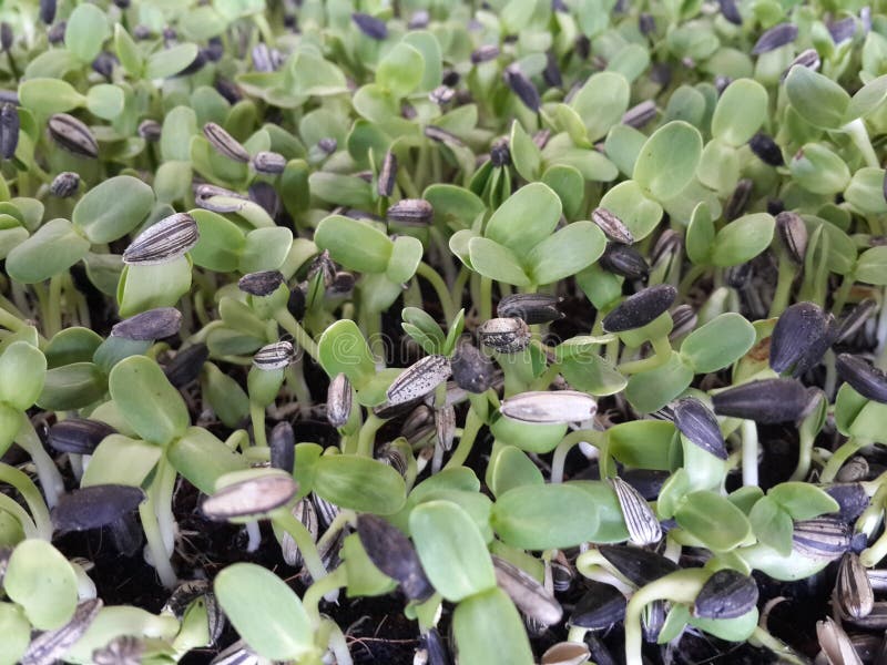 Sunflower Seed Germination Different Stages Stock Image Image of