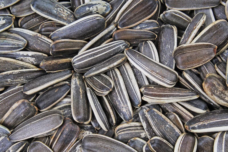 Sunflower Seeds. Seeds With Shell. Sunflower Seed Texture Closeup ...