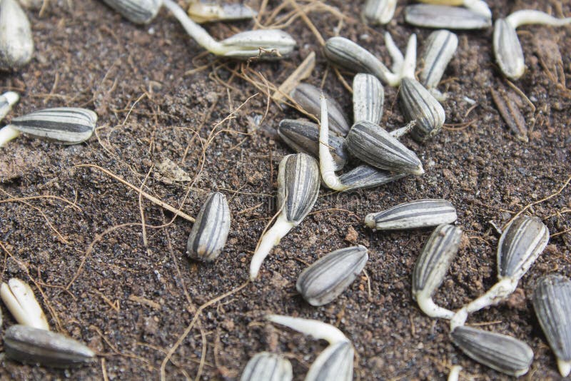 Set Germination Of Sunflower Isolated On White Stock Photo Image of