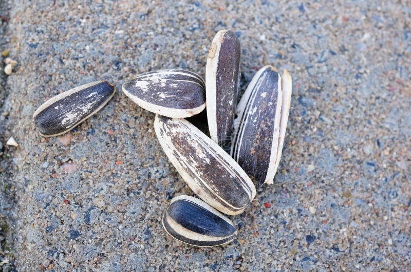 Sunflower seeds stock photo. Image of seeds, natural 45730856