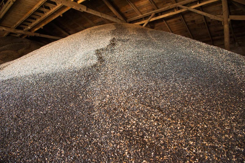 Sunflower seeds in storage stock image. Image of organic 152963199