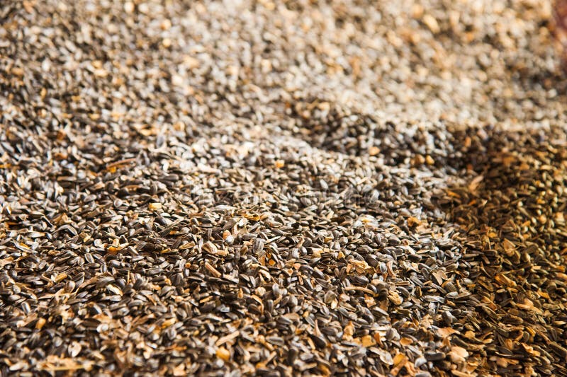 Sunflower seeds in storage stock image. Image of farm 153318349