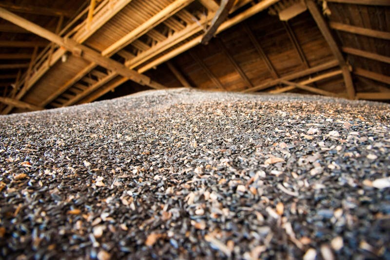 Sunflower seeds in storage stock photo. Image of sunflower 153749778