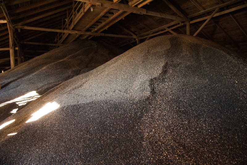 Sunflower seeds in storage stock image. Image of storage 155055167