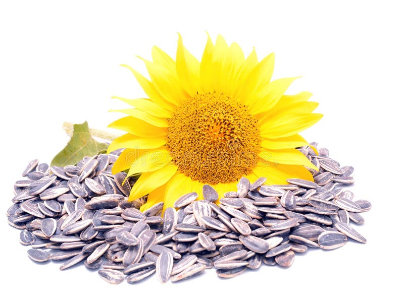 Sunflower with Seeds stock image. Image of heap, organic - 93699117