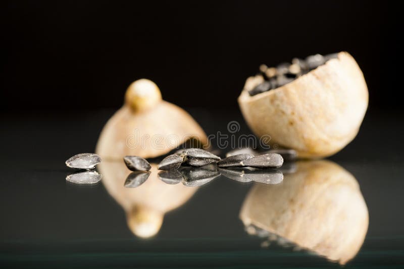 Sunflower seeds on wild plant dried fruit with black