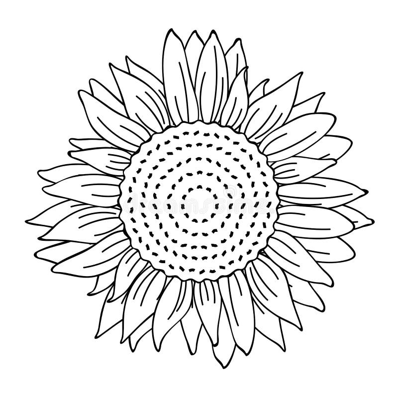 How to Draw a Sunflower - Create a Really Impressive Sunflower Picture