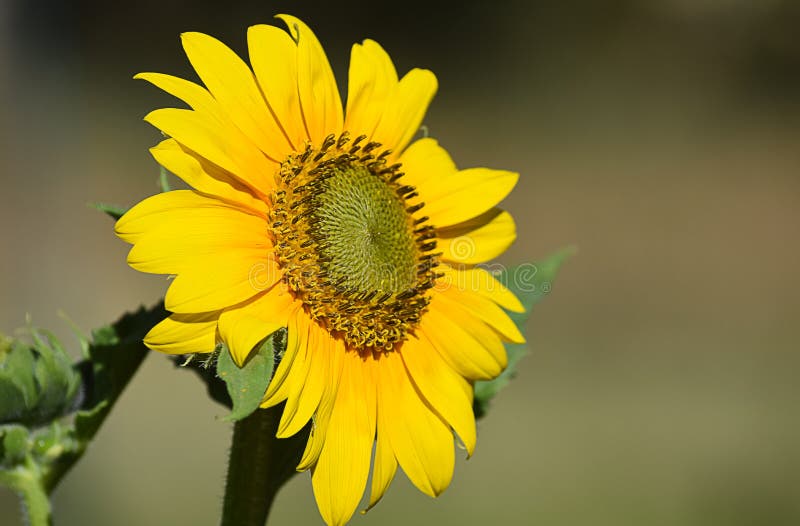 Sunflower stock photo. Image of bright, beauty, closeup 94489758