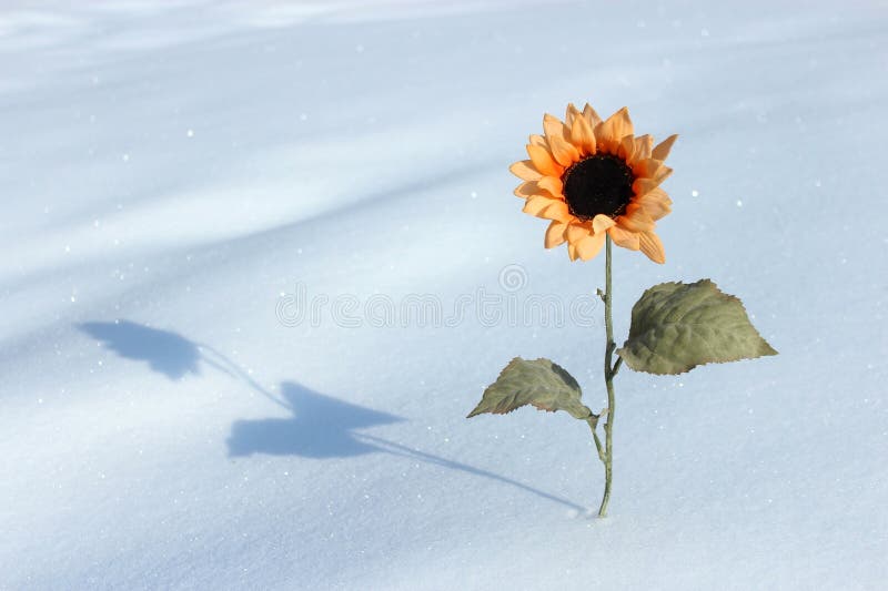 Sunflower stock image. Image of winter, harvest, shadow 68374761