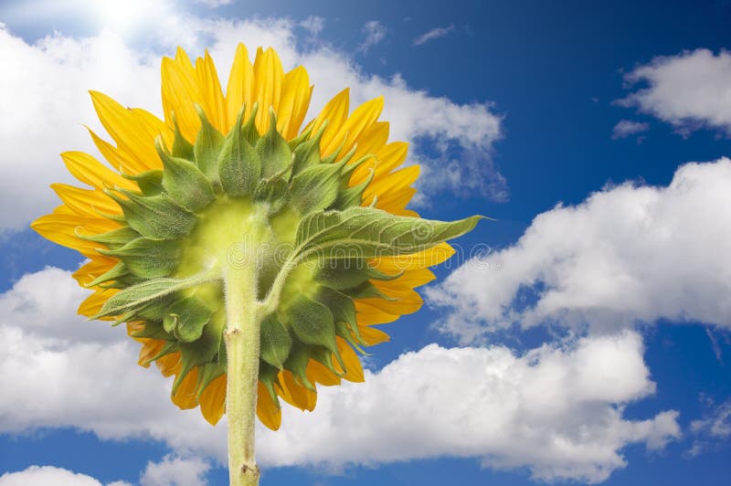 Sunflower Soaking Up The Sun Rays