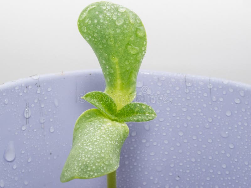 Sunflower sprout stock image. Image of stage, green, macro 41709091