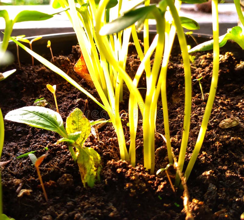 Sunflower Sprout Under the Light Stock Image Image of plant, tree 206155815