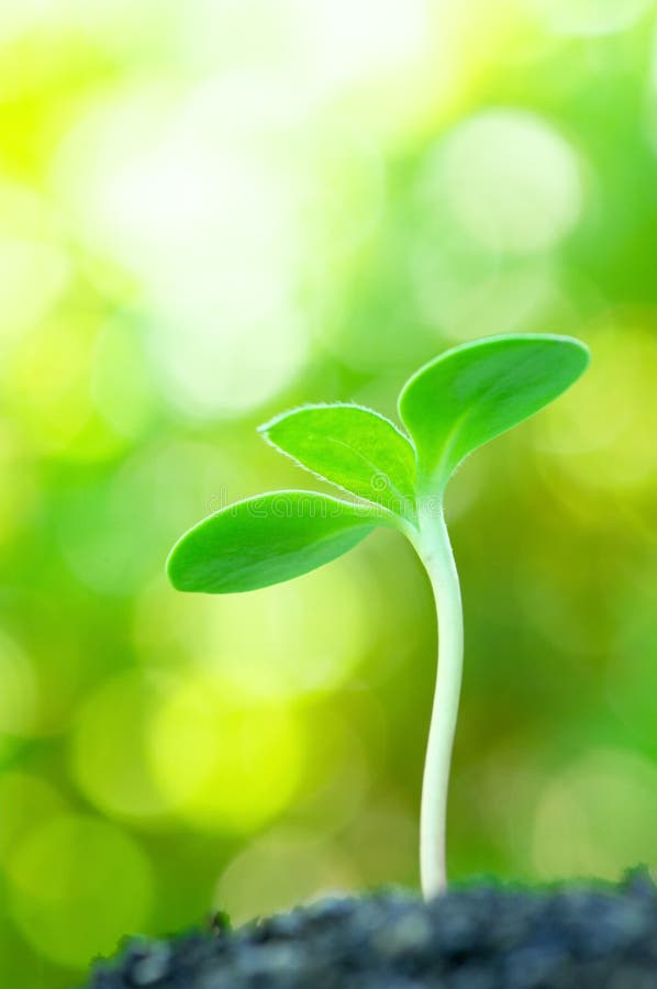 Sunflower sprout on yellow background. (vertical) royalty free stock image