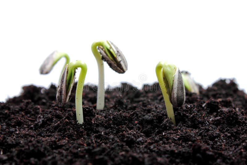 Sunflower sprouts stock image. Image of grow, early, season 18302041