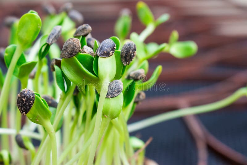 Sunflower sprouts stock image. Image of growth, pair 53471445