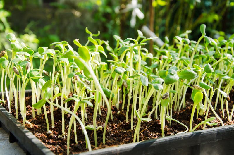 Sunflower sprouts in a pot stock photo. Image of nature 9422278
