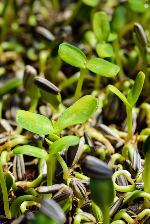 Sunflower sprouts growing stock photo. Image of fragility 78352922