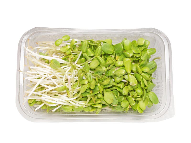 Sunflower sprouts salad stock image. Image of germinate 42704933