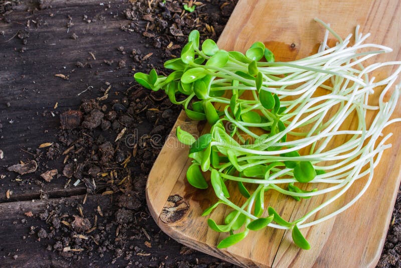 Sunflower sprouts stock photo. Image of fresh, seed, closeup 53299722