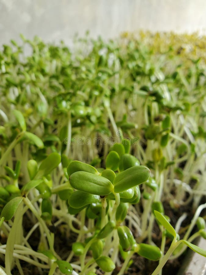 The Sunflower Sprouts in the Soil. Stock Photo Image of root