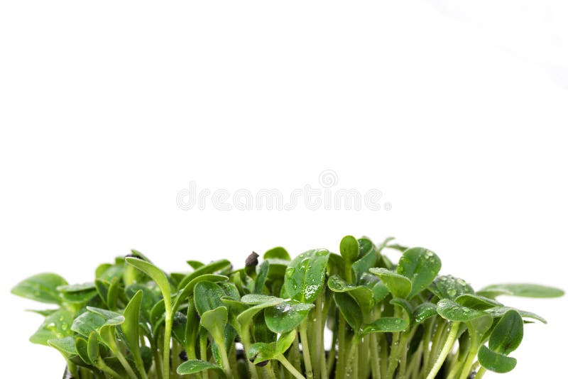 Sunflower sprouts on a white background with a place for text, microgreens close-up on a white background