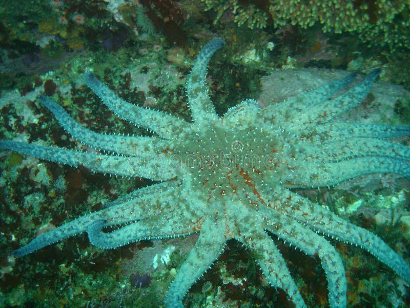 Sunflower starfish stock photo. Image of california, diving 5276202