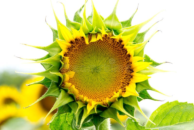 Sunflower starting to blow stock photo. Image of flowers 99622498