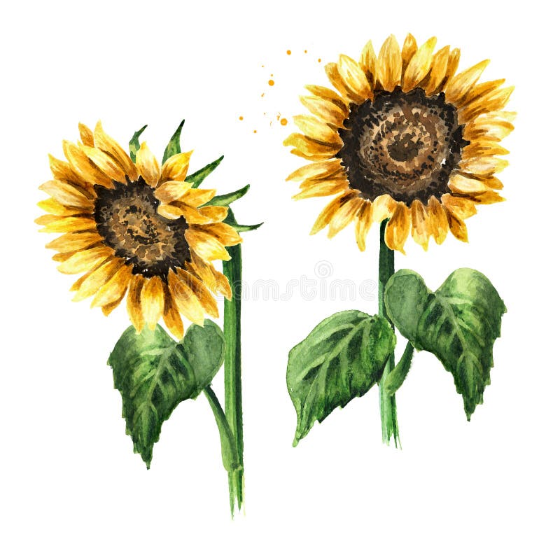 Free Free 254 Clipart Sunflower Stem SVG PNG EPS DXF File