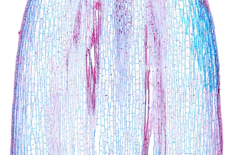 Sunflower Plant Cell Under Microscope Stock Photos Free & Royalty