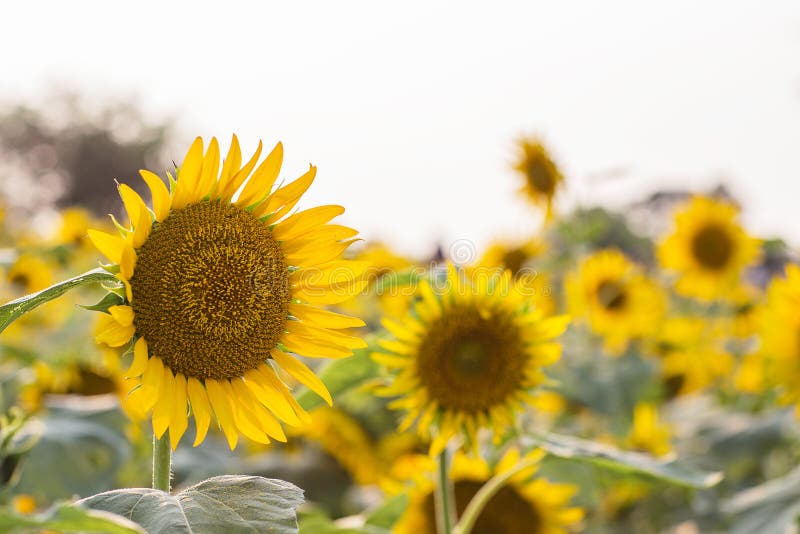 Korea`s Sunflower Flower Landscape Stock Photo Image of field