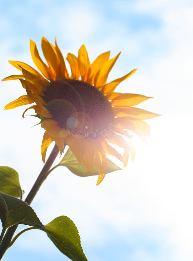 Sunflower in the sun stock image. Image of plant, close 15207515