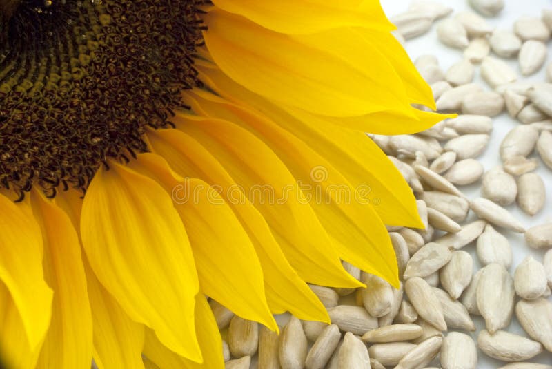 Sunflower with Sunflower Seeds - Closeup royalty free stock photography Sunflower with Sunflower Seeds - Closeup royalty free stock photography